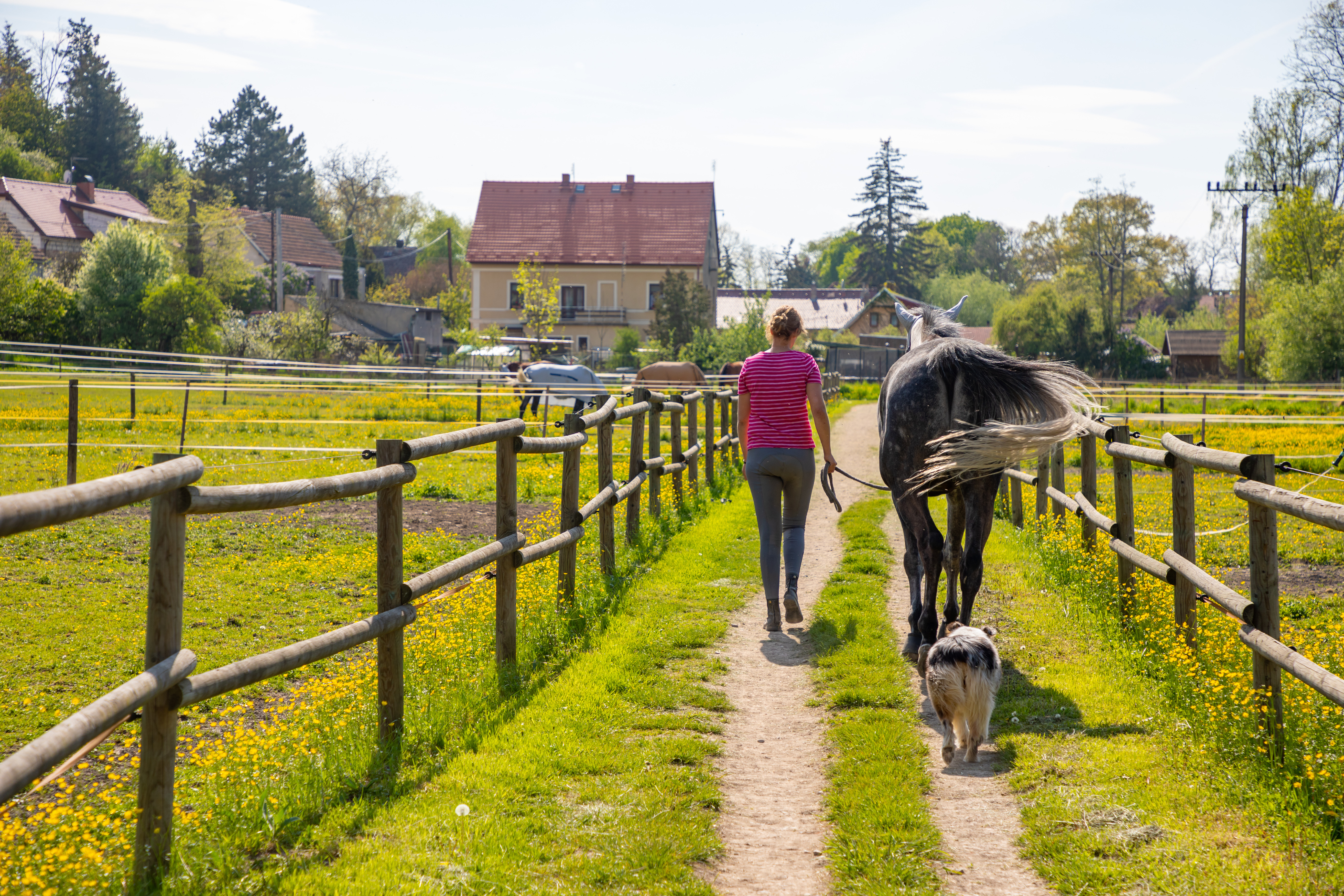 Beautiful countryside view with a horses animal in farm in deep countryside small town