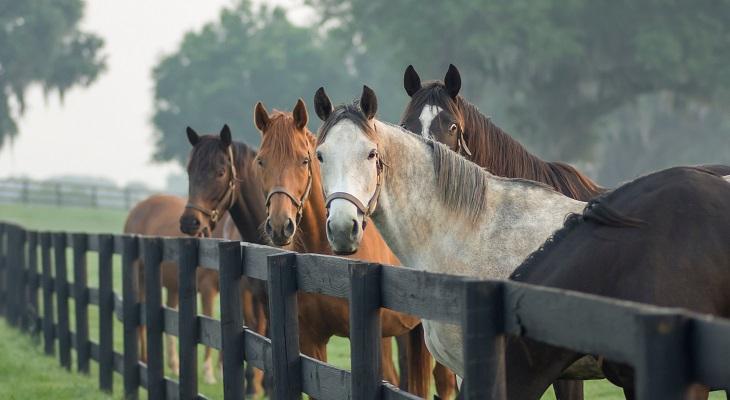 What is Equestrian Property? A Buyer's Guide