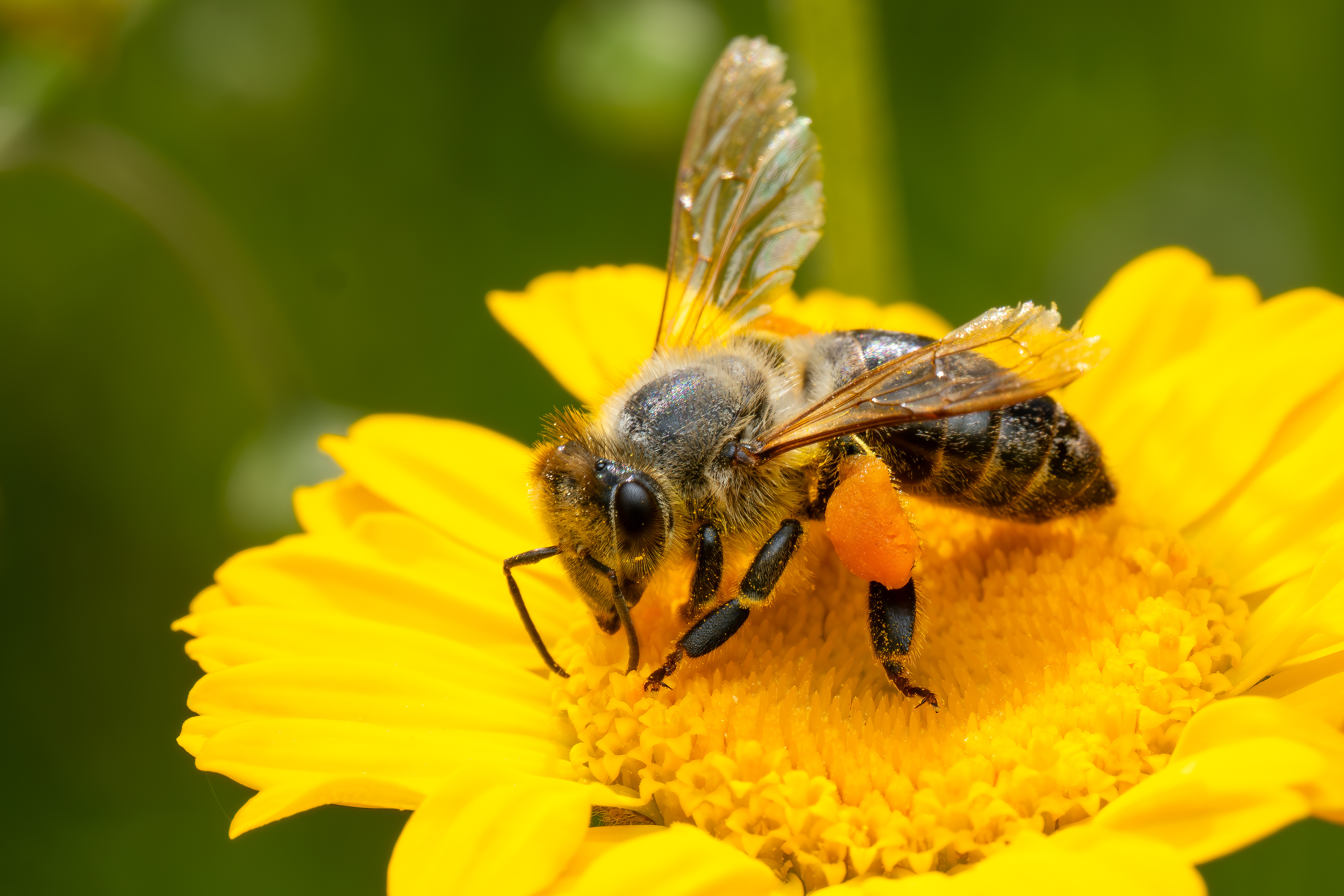 bee-on-polinating-flower