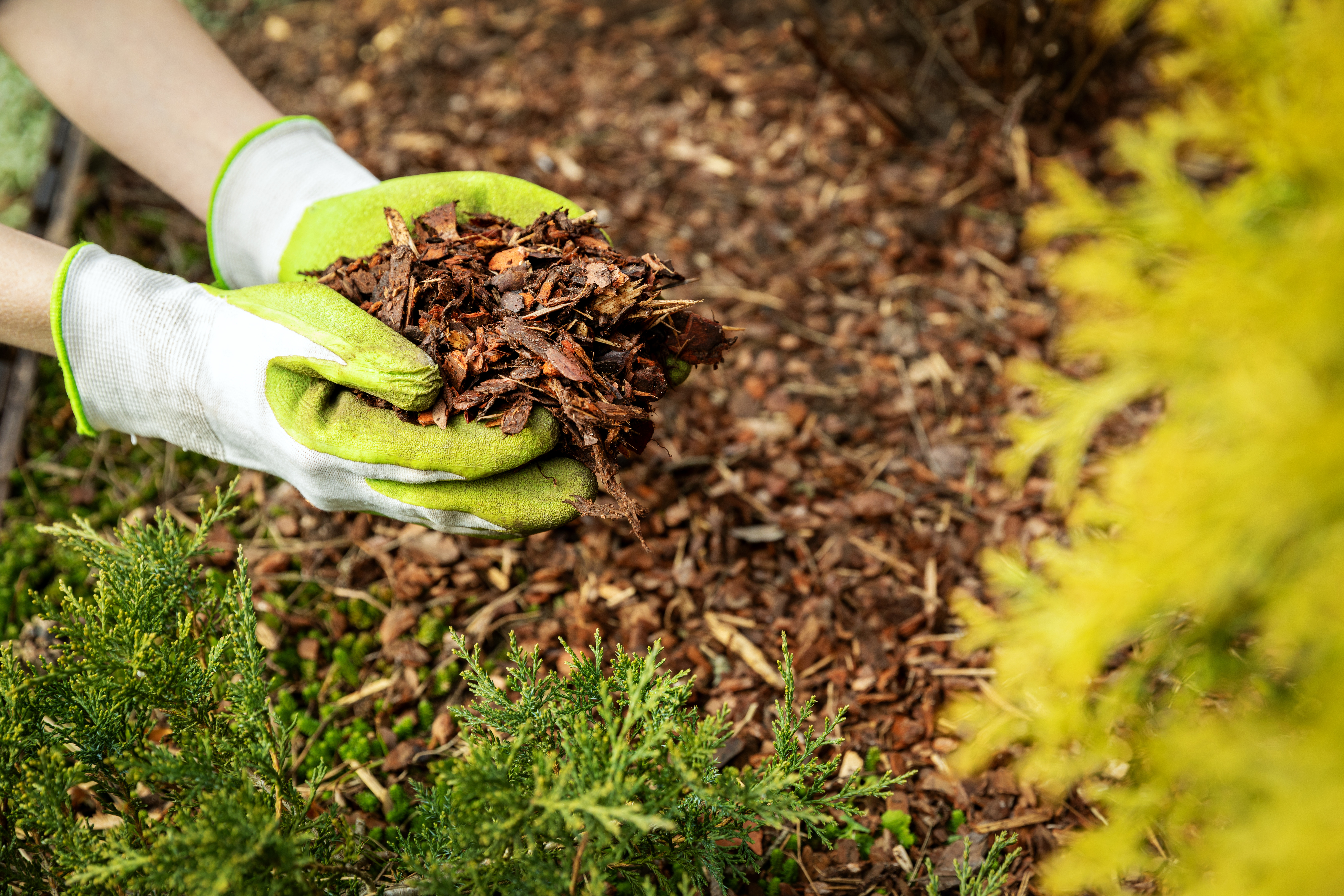 mulching-garden-with-bark