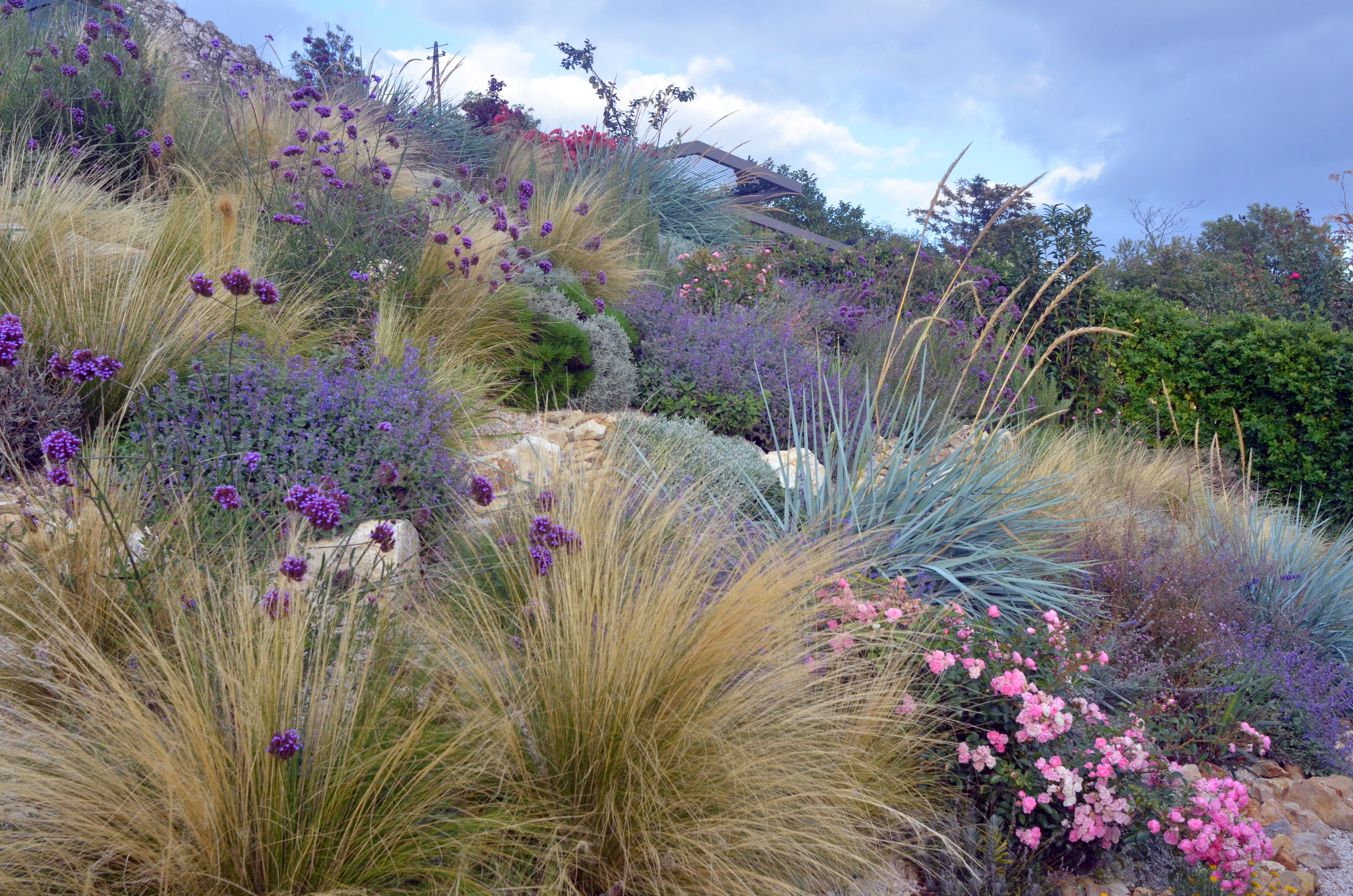 drought-tolerant-plants-uk