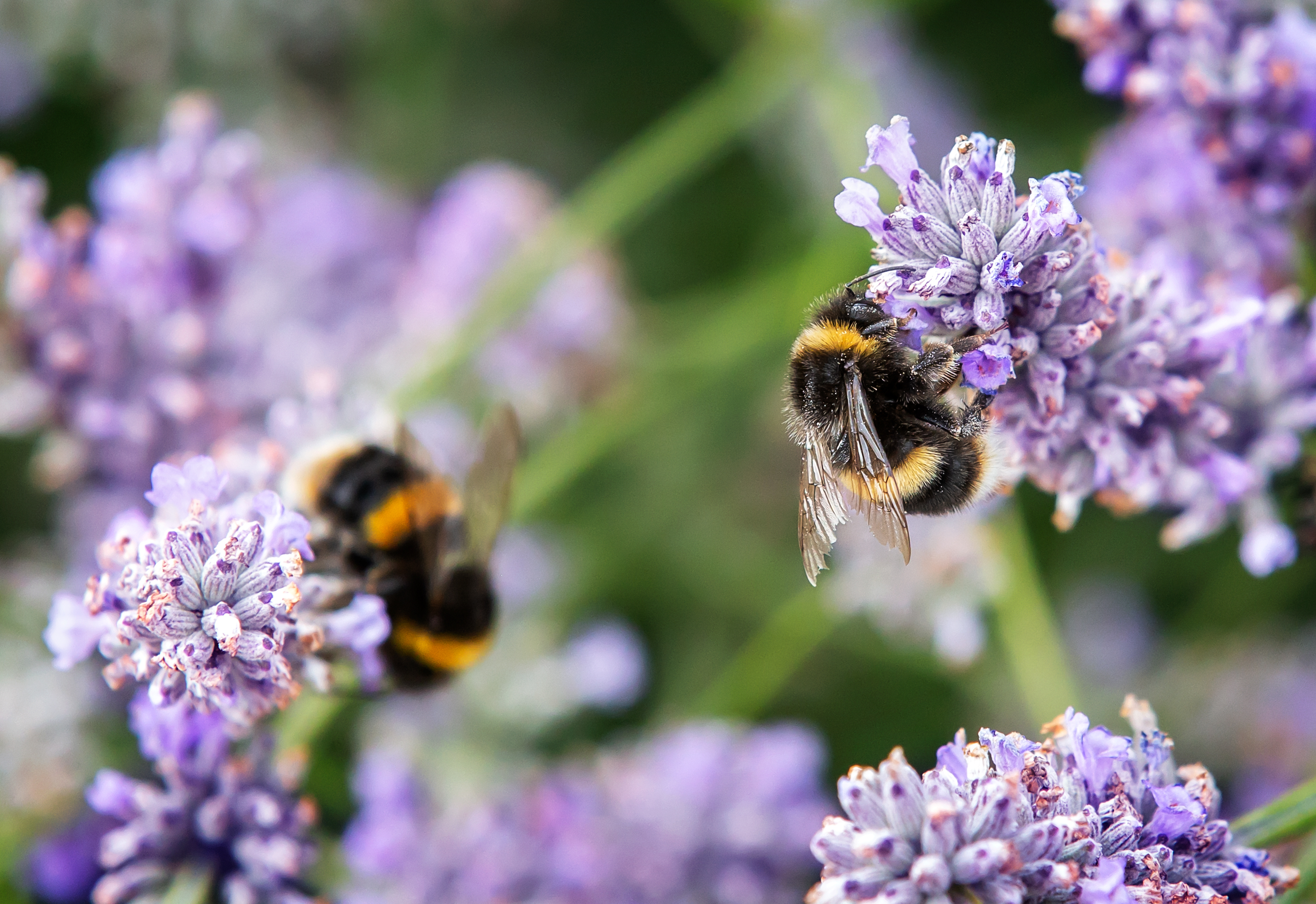 Bees are known for loving cornflowers, sunflowers and wildflower mixtures