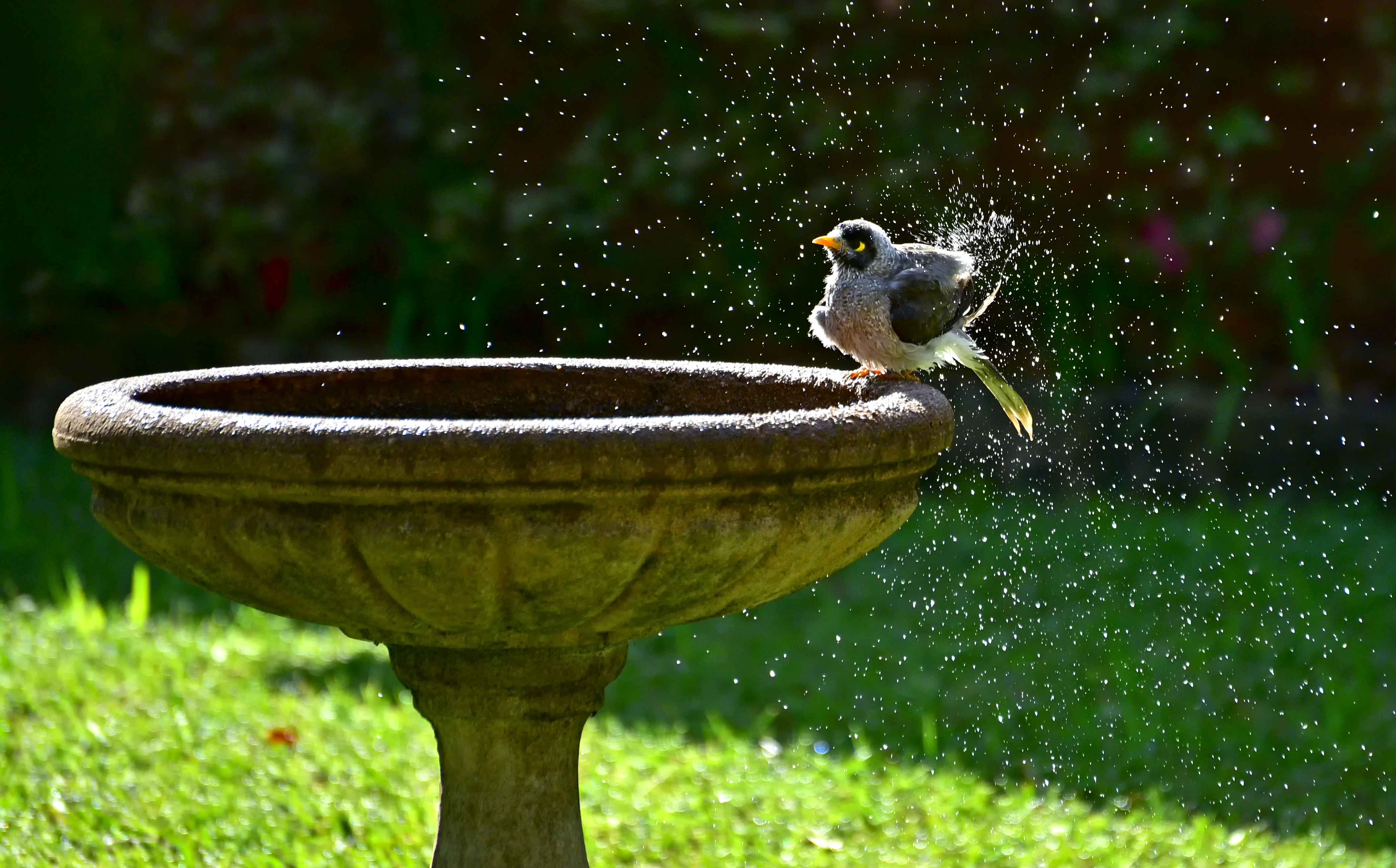 Bird baths have made a welcomed comeback for their rustic and childlike feel