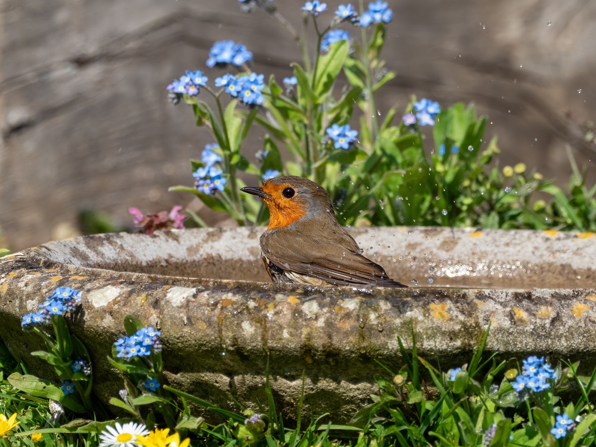Birds can remove a huge variety of garden pests such as slugs and snails, caterpillars and aphids