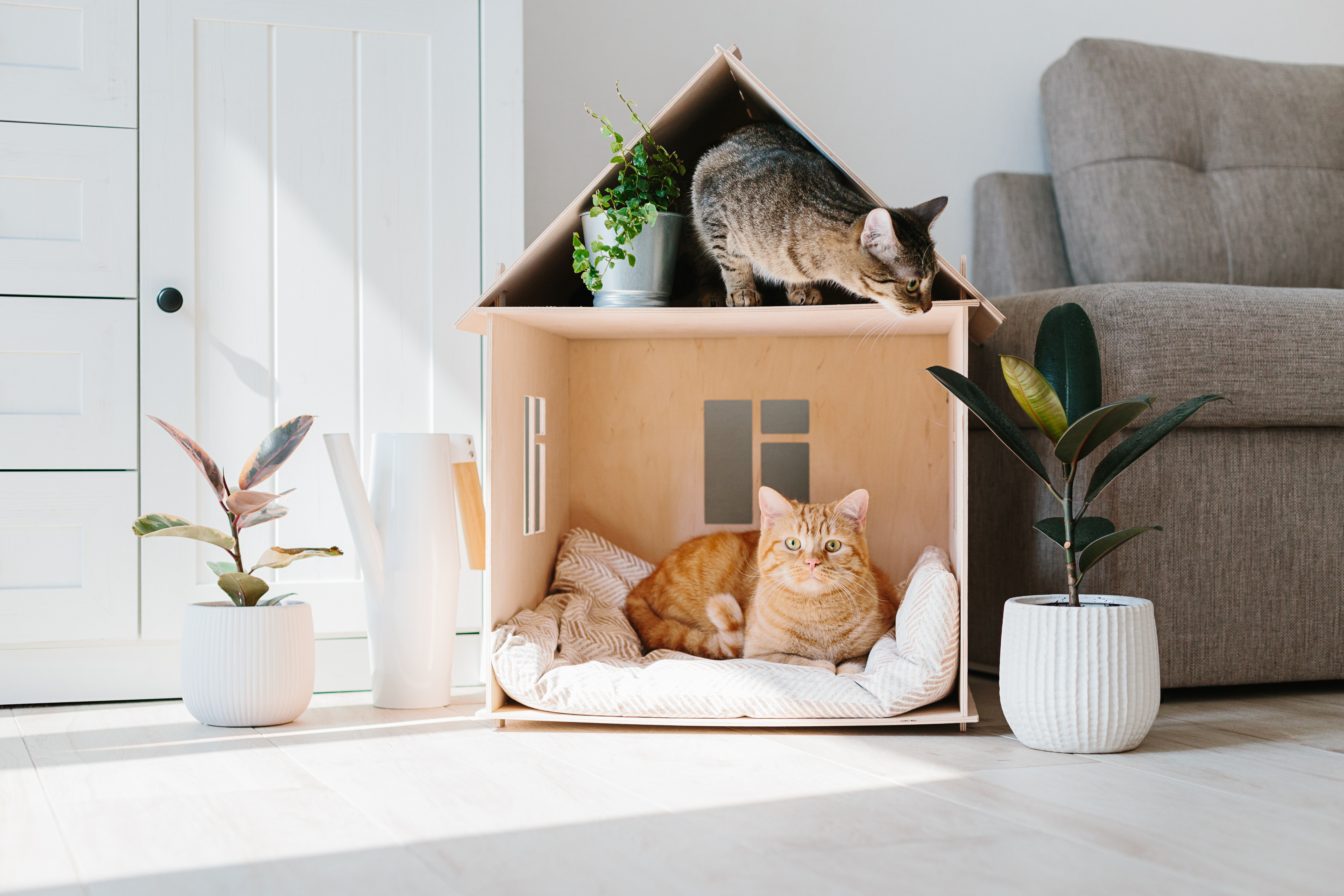 Дом счастливых кошек. Домик для кота. Кошка в интерьере. Коты в домике. Уютные домики для котов.