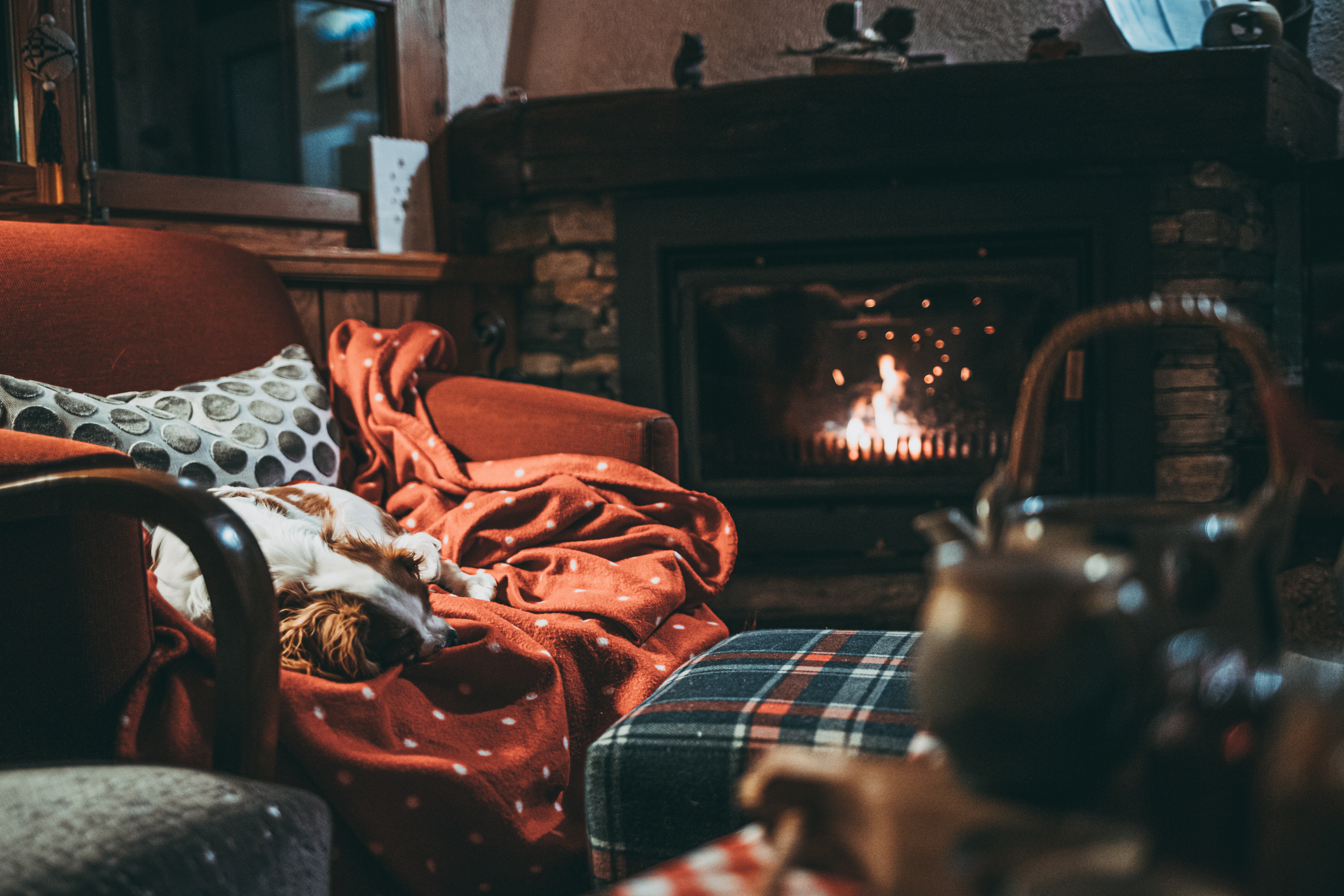 Cute Little Puppy Resting By The Fireplace at Home