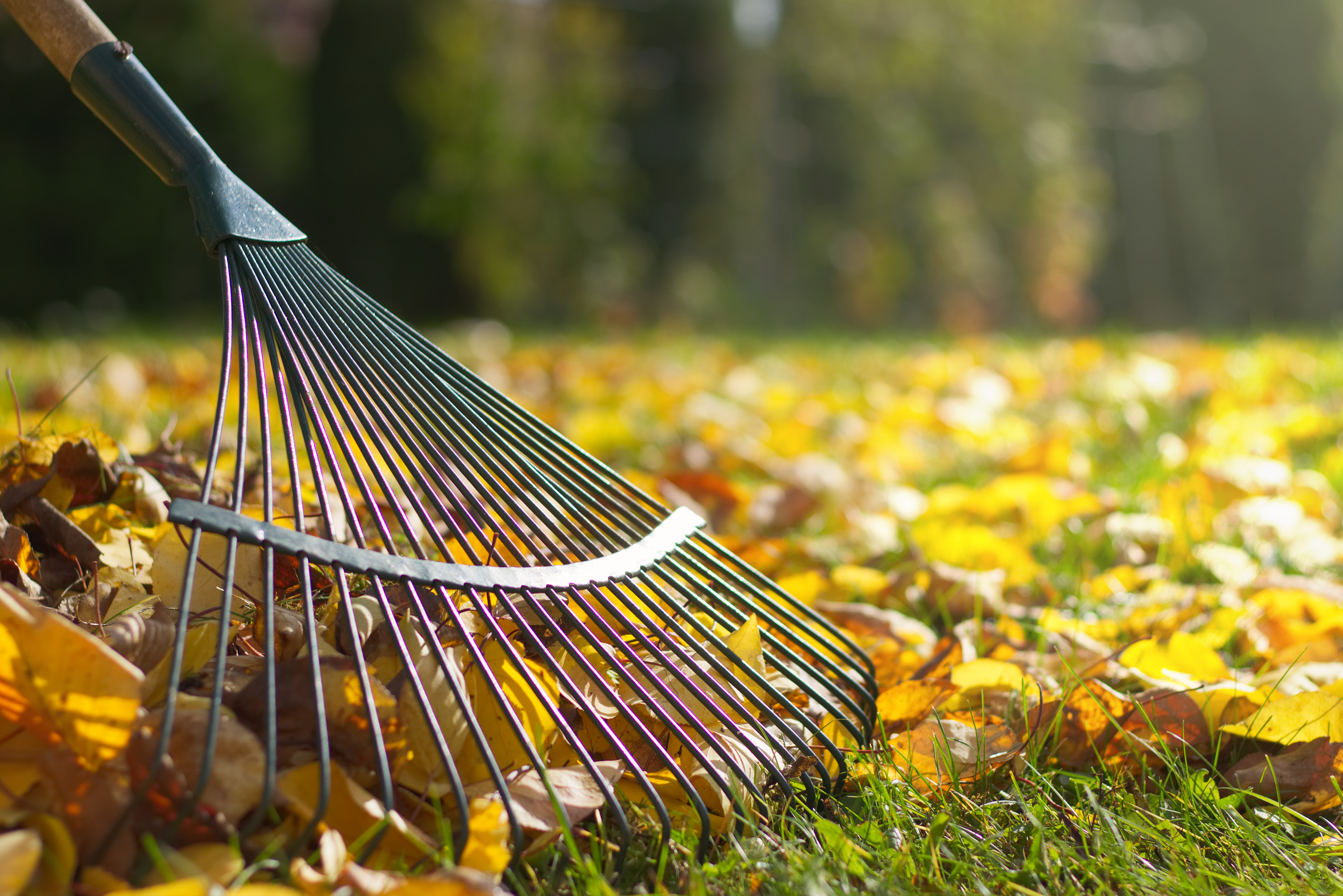 If you have a patio, balcony, or garden, make sure they are well-maintained 