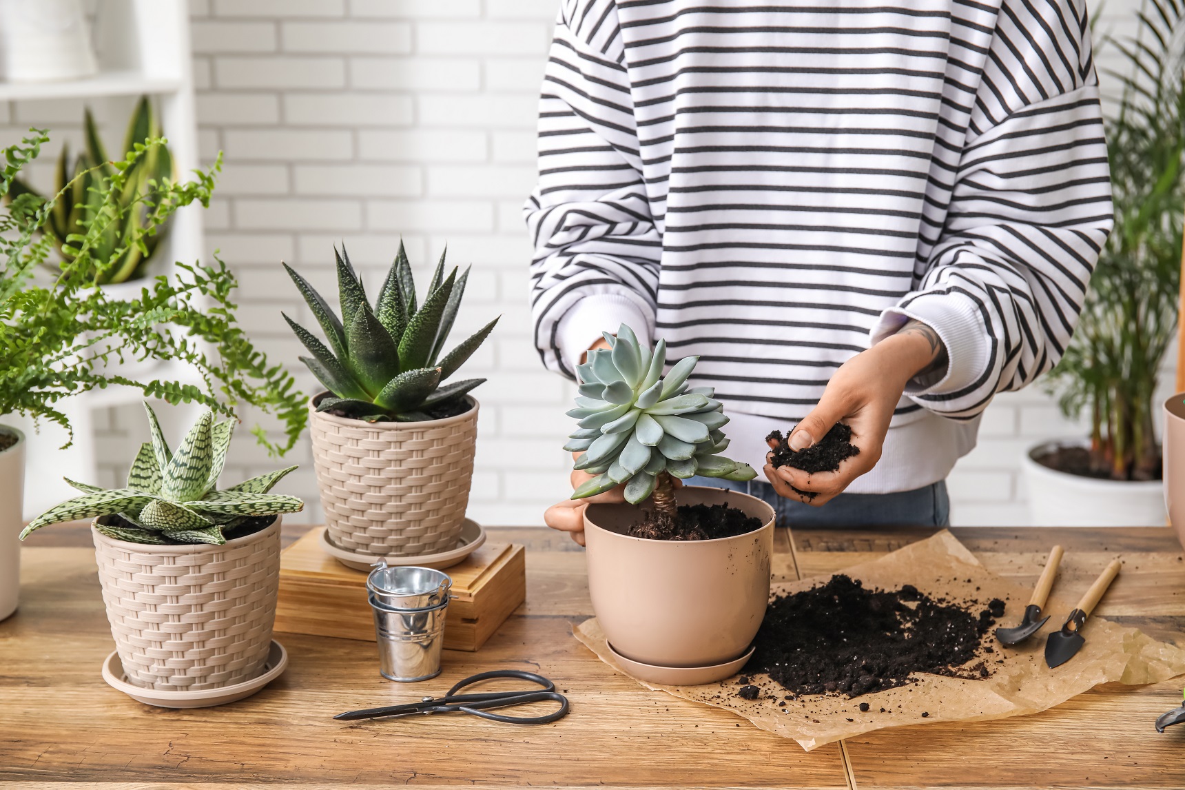 If you’re a first-time plant parent or you’re on a busy schedule, low-maintenance succulents like echeveria and cacti are a great place to start