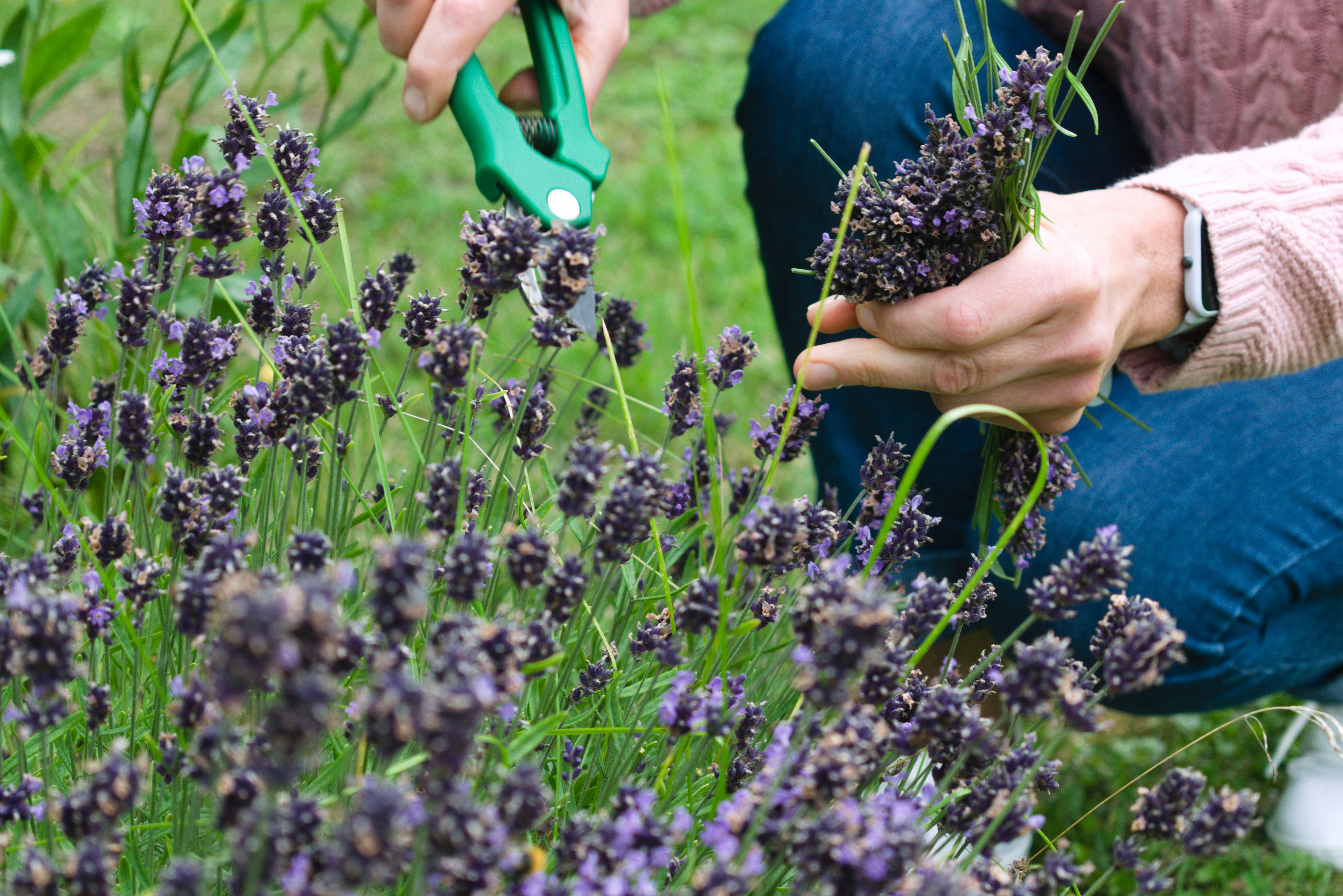lavender in garden