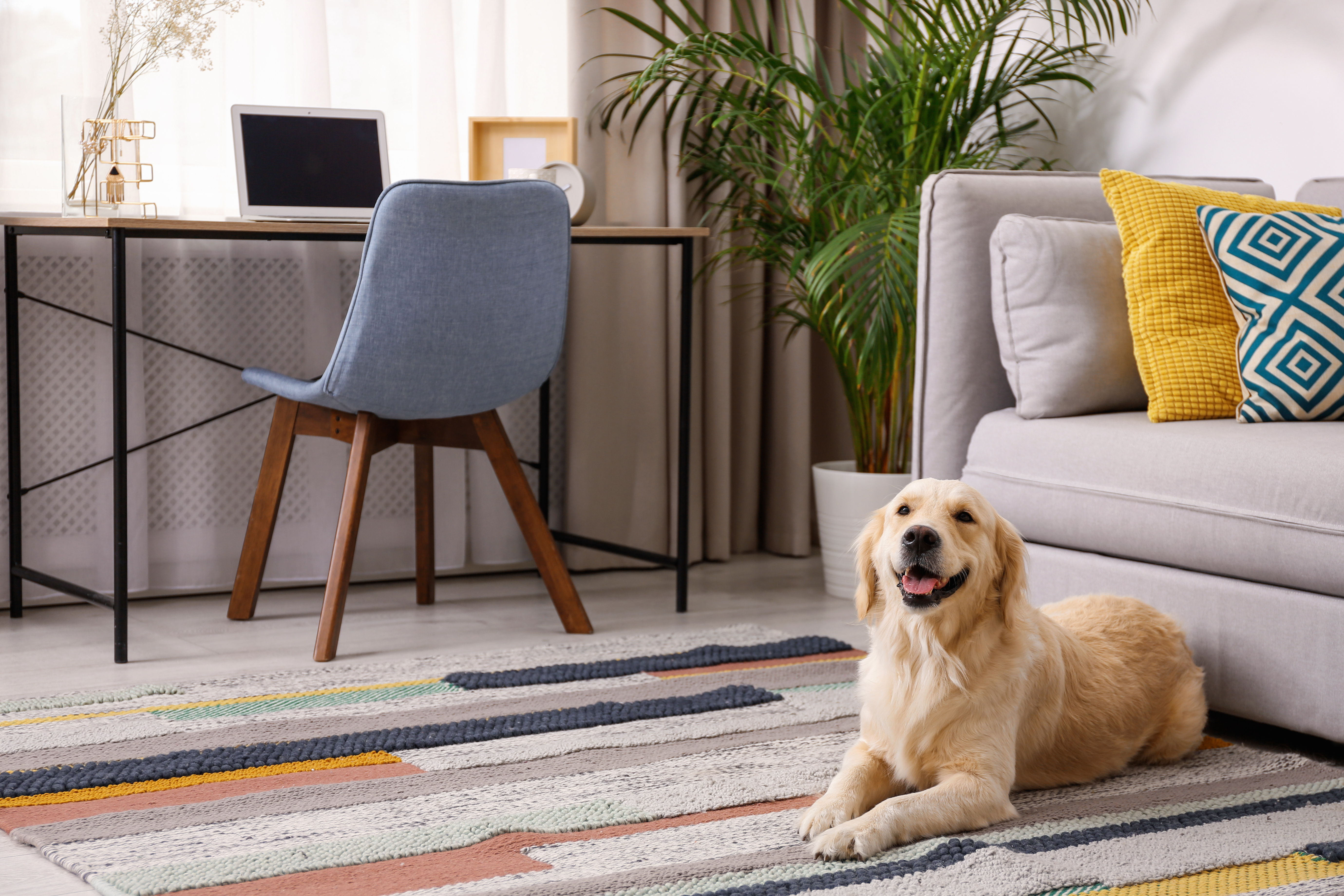 Modern living room interior. Cute Golden Labrador Retriever near couch