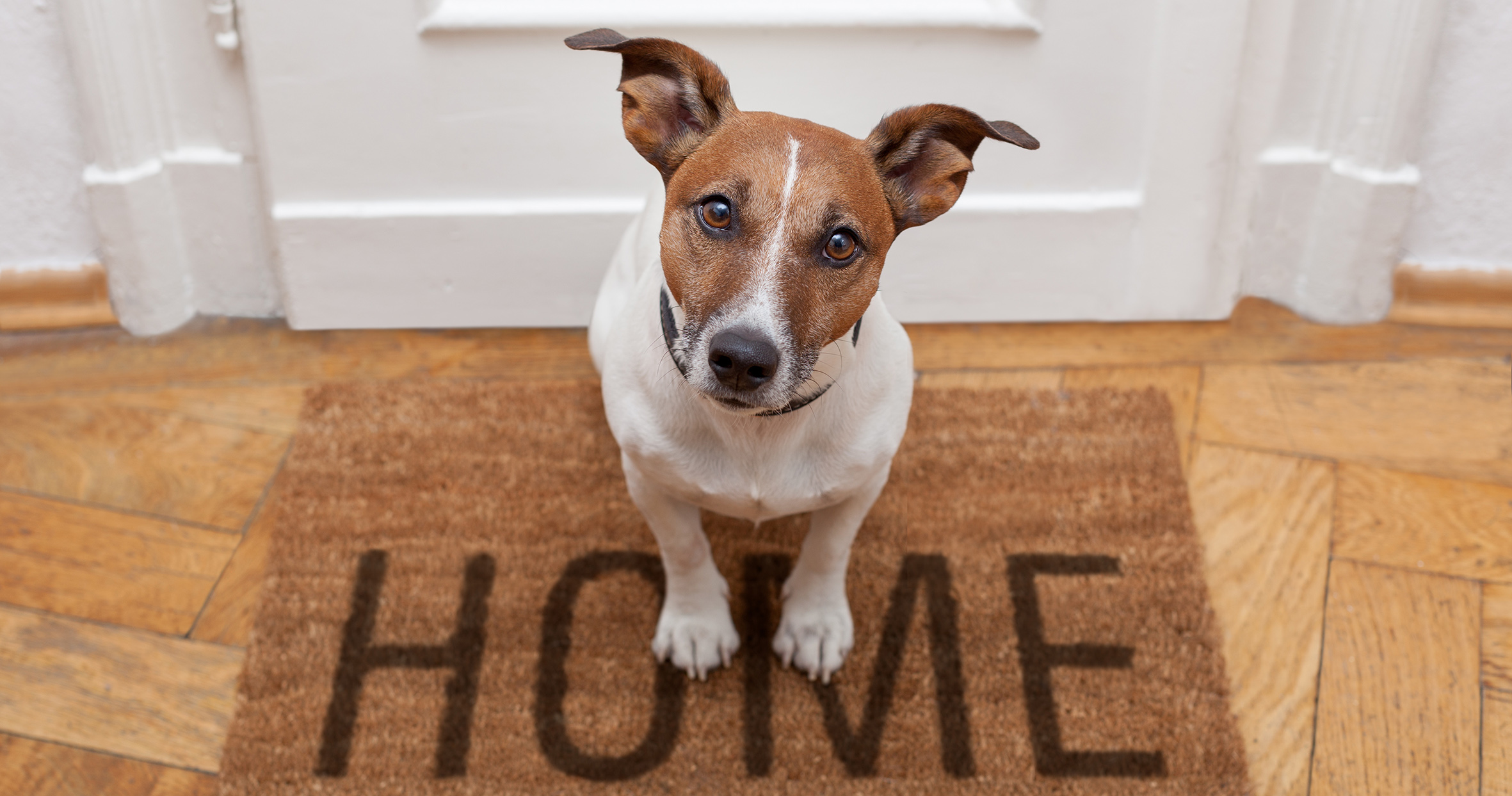 Top tips to sell a home with pets