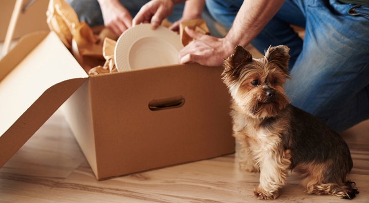 top_tips_for_moving_with_pets_blog_header_2024