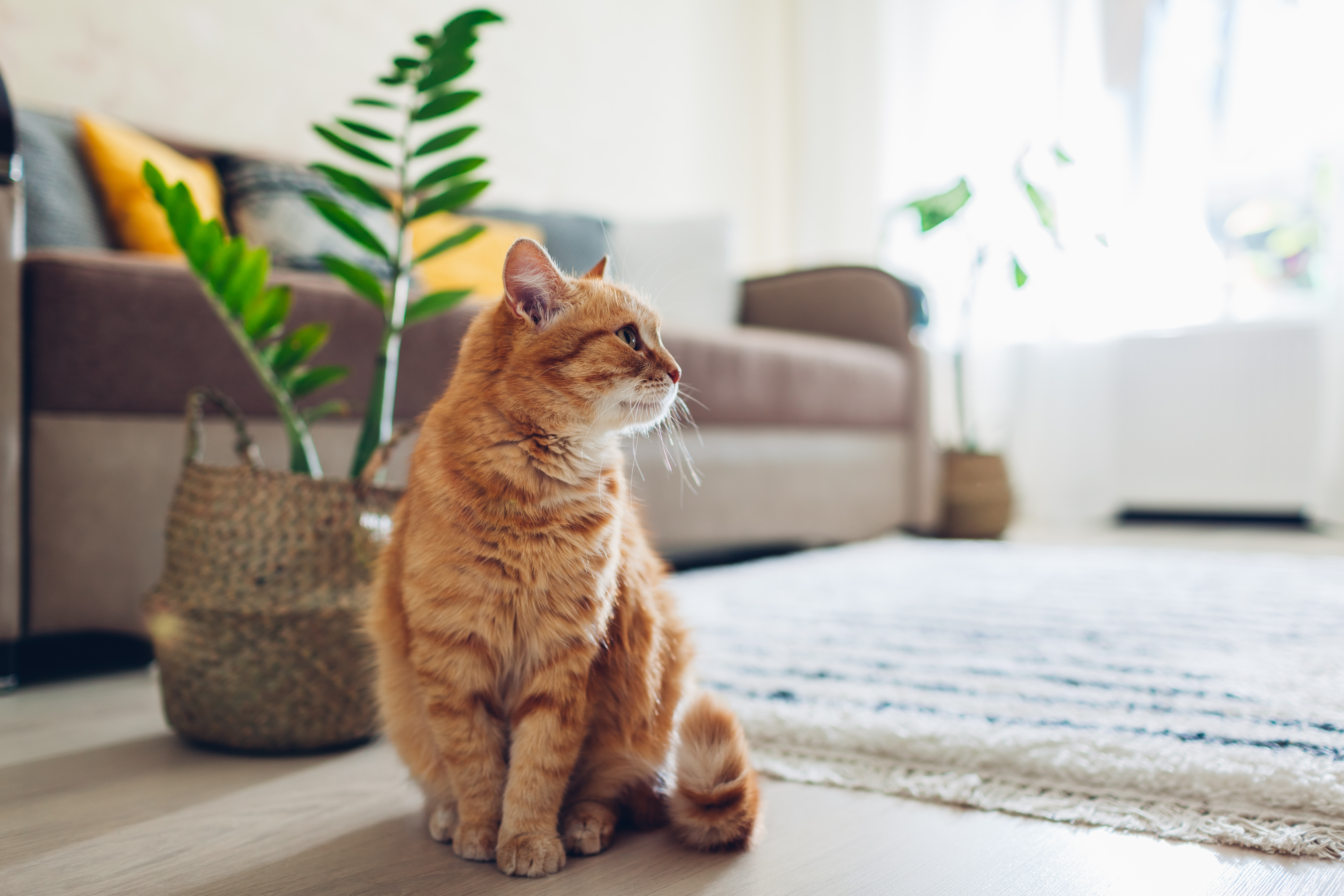 Uninsulated floors are often the culprit for heat loss in a home, and adding a few fluffy rugs is an effective and cheap solution to this problem.