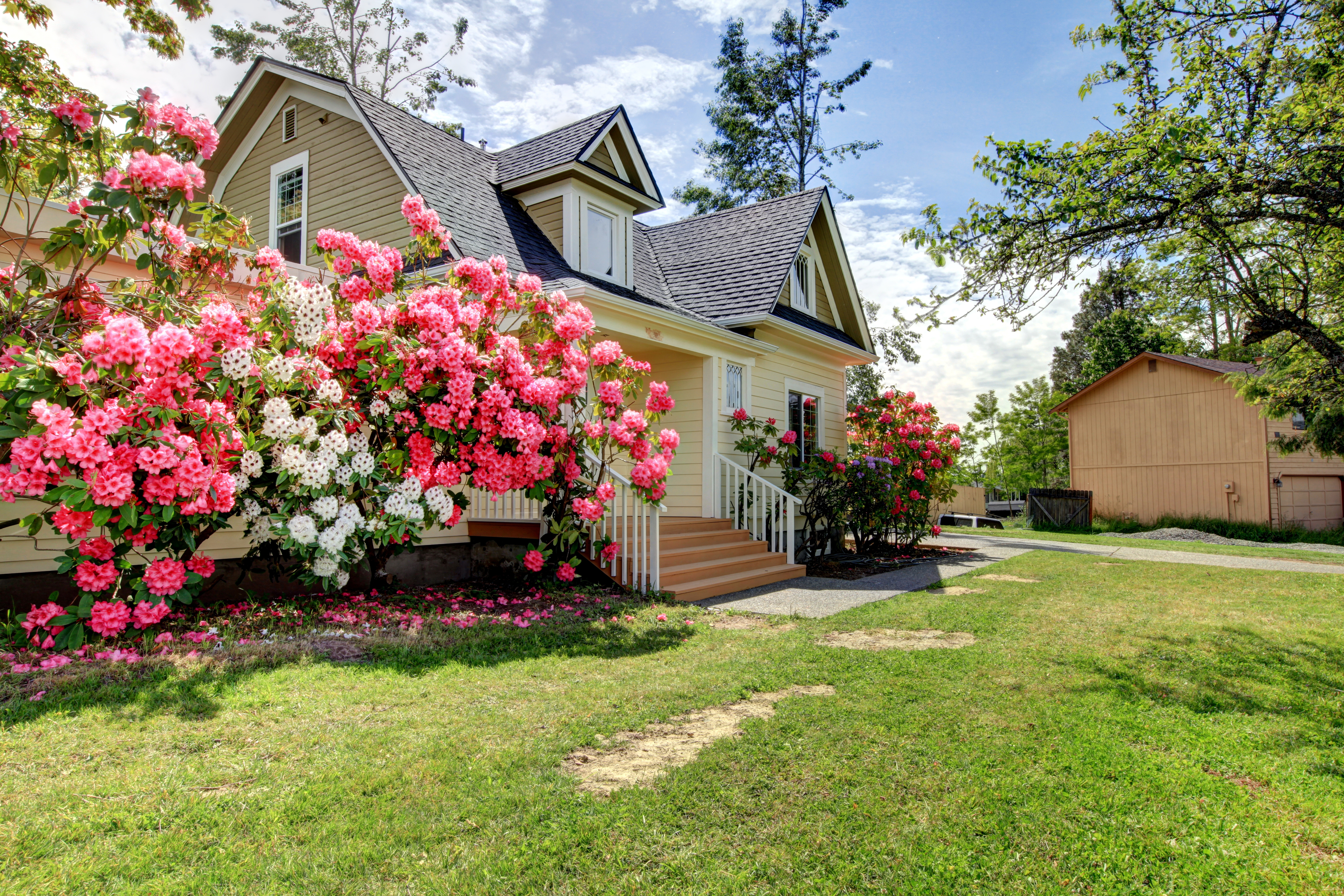 Yellow house exterior with spring blooming rhododendron