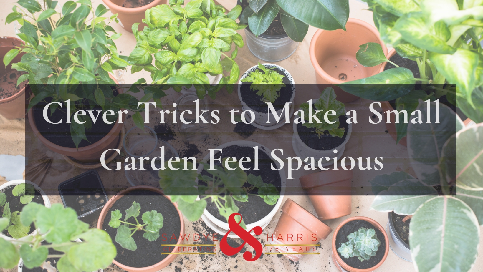 Clever Tricks to Make a Small Garden Feel Spacious