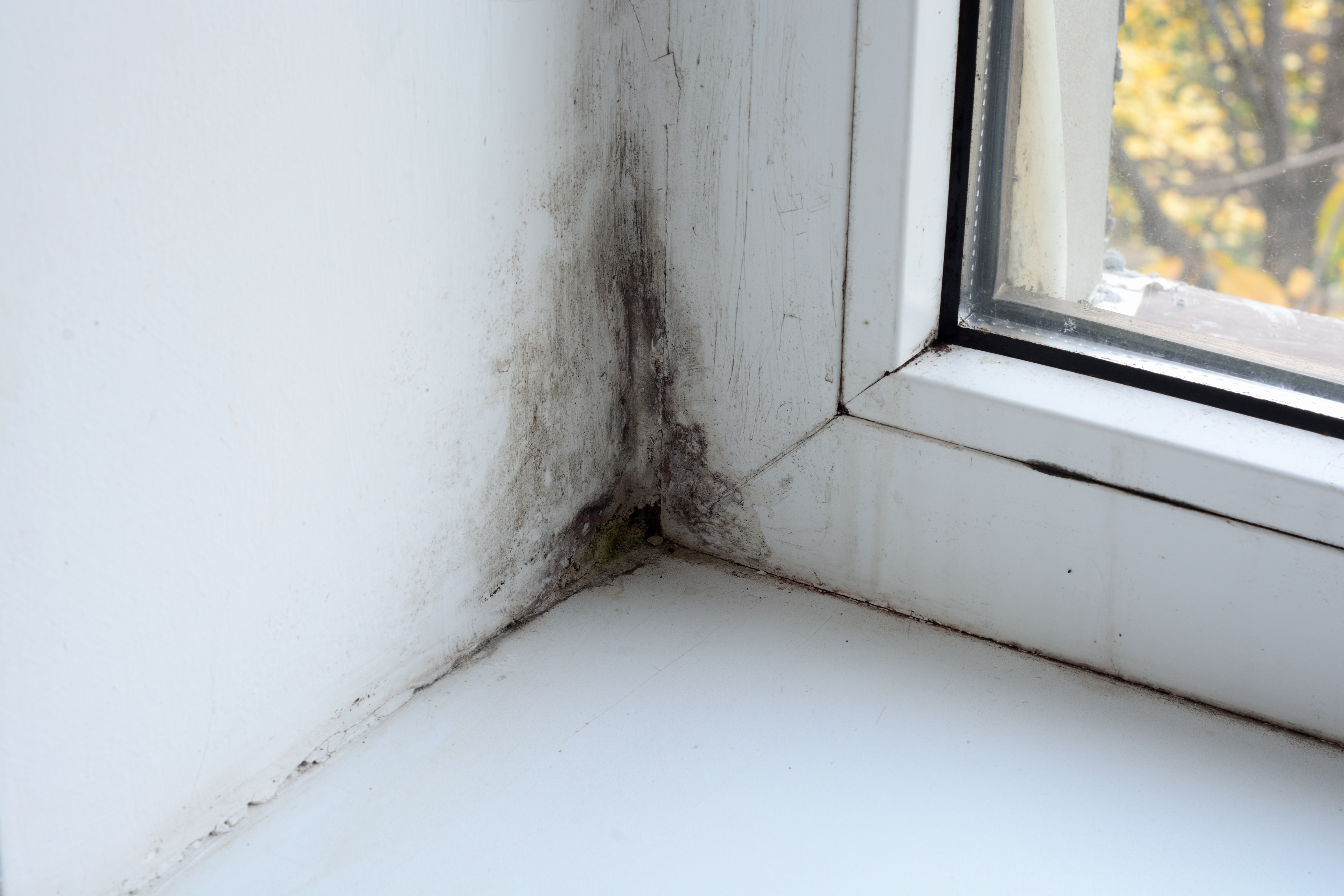 Mold on the window