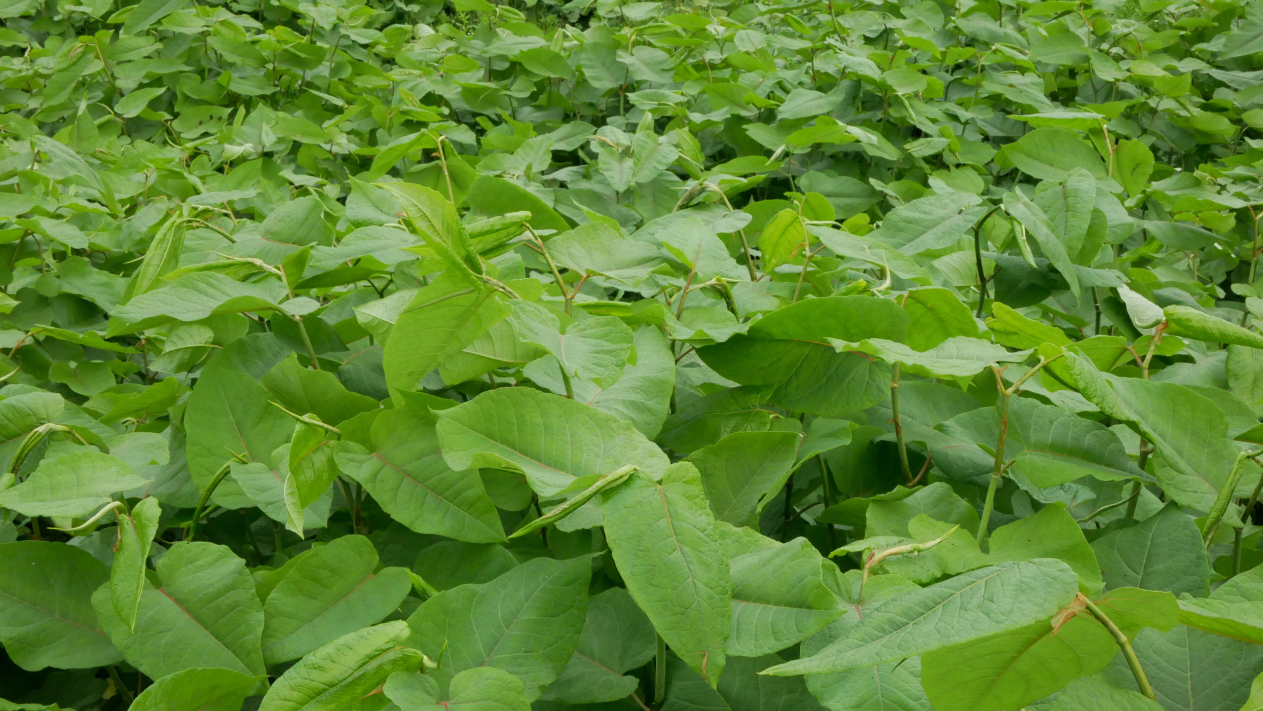 japanese_knotweed_and_your_property_in_northamptonshire_-_what_you_need_to_know