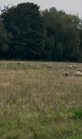 2 bedroom Semi-detached bungalow for sale in Jubilee Road, North Somercotes, LN11