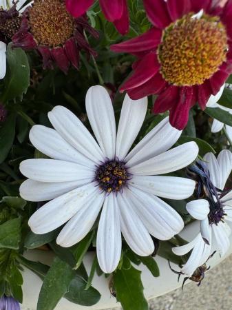 41 DUNNALONG FLOWER 2.jpg