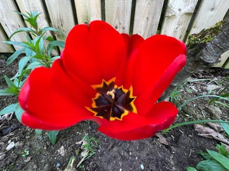 FLOWER 29 DELWOOD .jpg