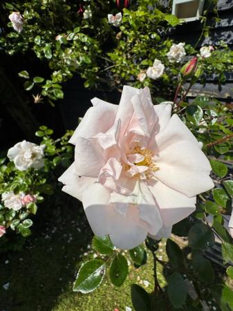 6 greenwood flower.jpg