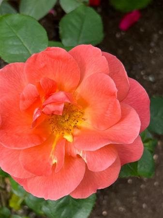 48 WATERFOOT PARK FLOWER.jpg