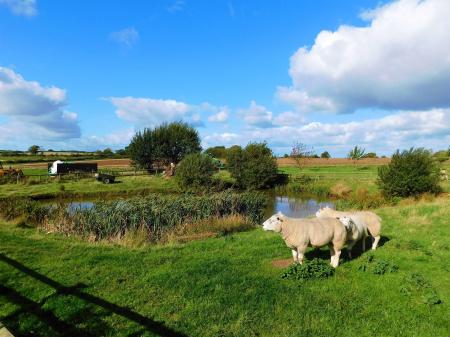 Paddock & Pool