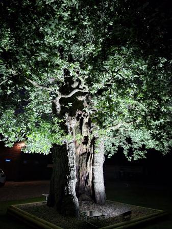 Old Oak Tree (Night Image)