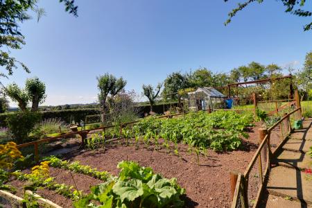 Veg Patch