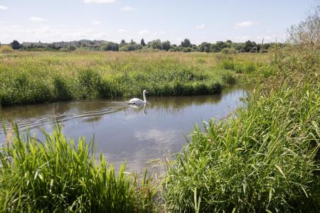 Nearby Doxey Marshes