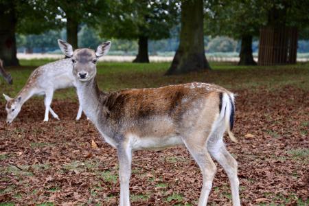 Bushy Park Deer