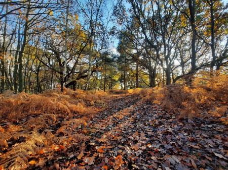 Rushmere Heath and Golf Course