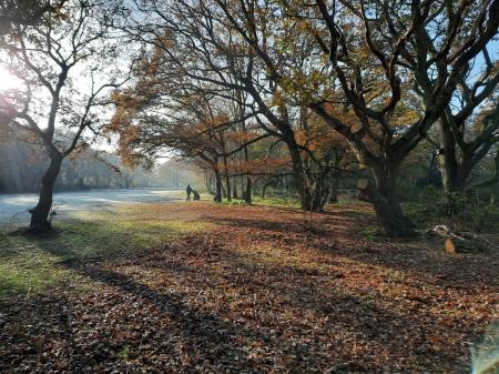 Rushmere Heath and Golf Course