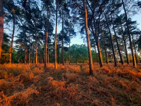 Woodland & Surrounding Areas