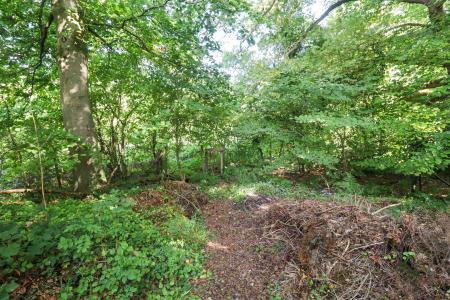 Woods