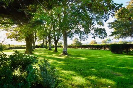 Garden Avenue of Trees