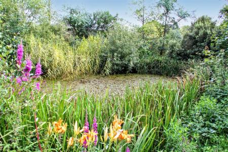 Pond