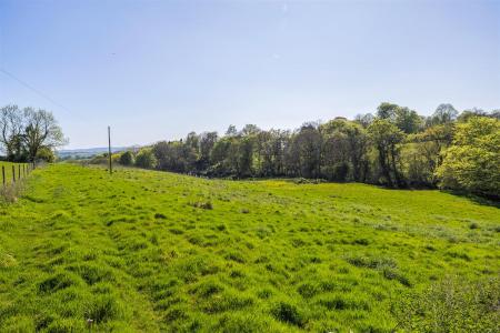 Woodland Meadow.