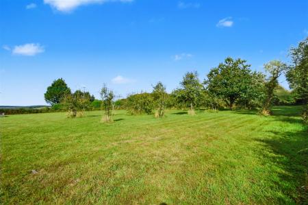 Paddock Orchard