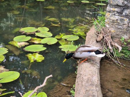 Duck