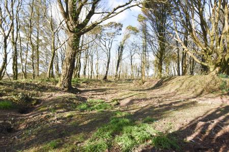 Wooded Grounds