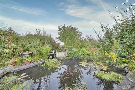 Pond
