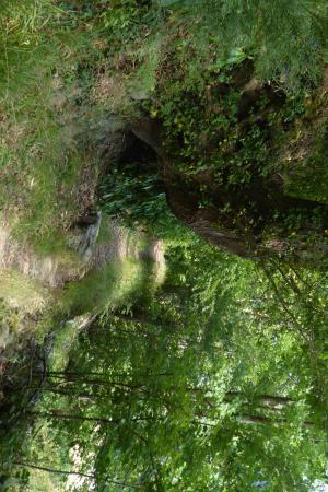 Nyth Woodland Path