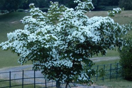 Nyth Lodge Cornus