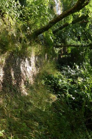 Nyth Woodland Path