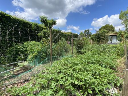 Vegetable Garden