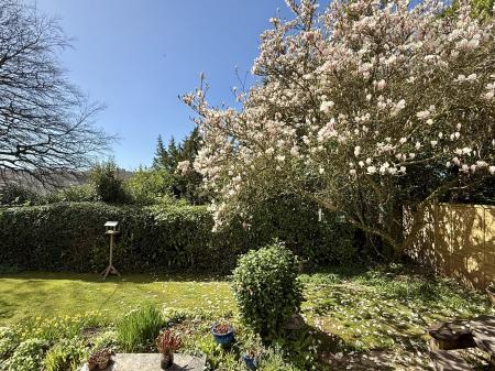 Magnolia Tree