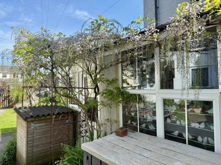 Wisteria