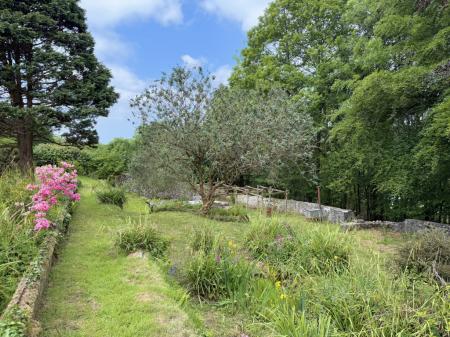 Mature trees and shrubs