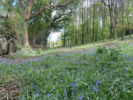 Bluebell Woods